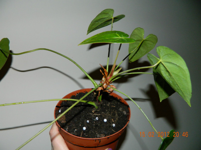 schimbat pamantul cu substrat de orhidee , care e bun si pt.anthurium - 2_FEBRUARIE