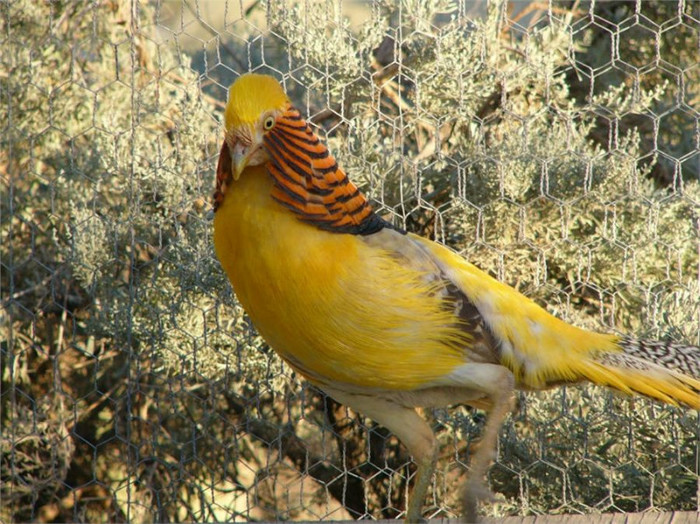 Fazan aurie spre galben