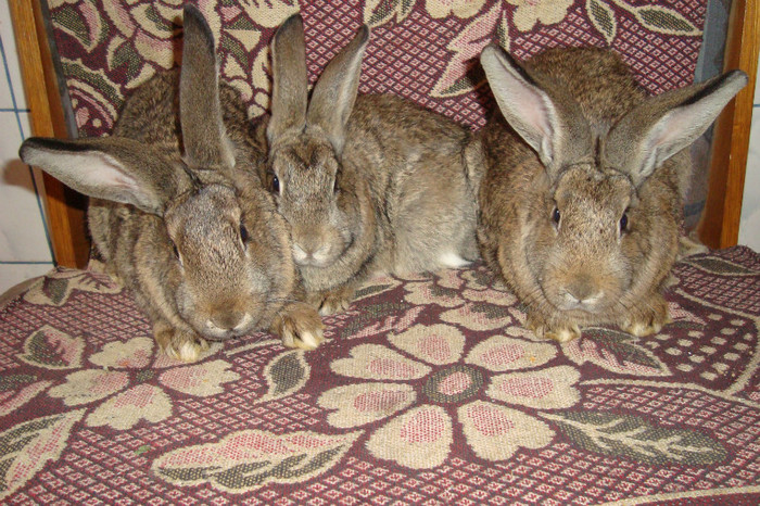 3 femele - iepuri urias german