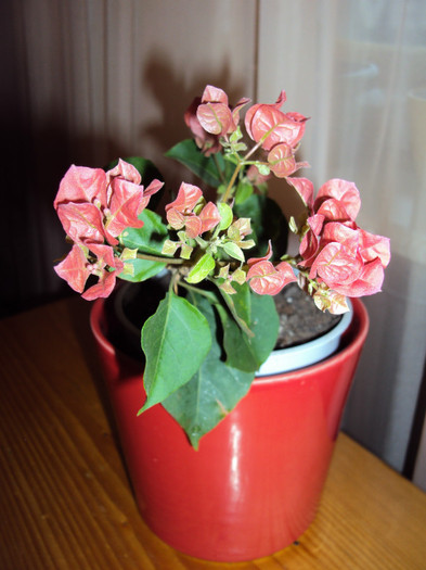 puiutul cel harnic - Bougainvillea