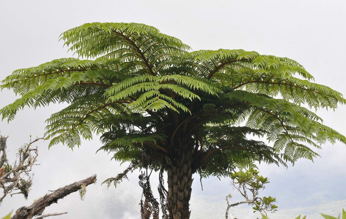 Cyathea glauca
