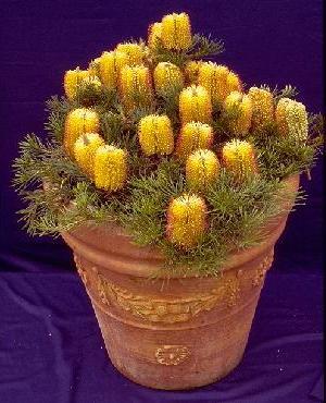 Banksia spinulosa