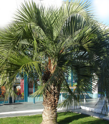 butia-eriospatha - c-seminte de palmieri care traiesc in Romania cu protectie minima sau fara protectie
