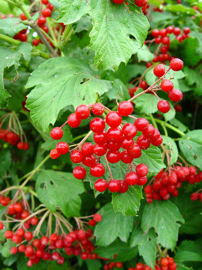 cranberry - a- copaci si plante diverse pt Romania
