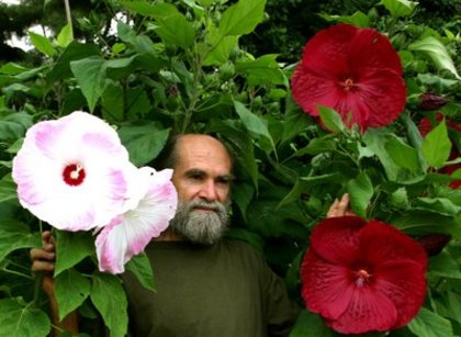 hibiscus palustris - a- copaci si plante diverse pt Romania