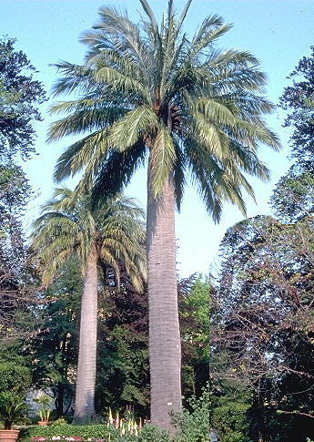 jubaea chilensis - c-seminte de palmieri care traiesc in Romania cu protectie minima sau fara protectie