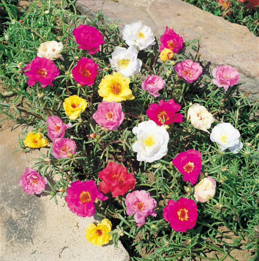 Portulaca- floarea in 4 culori