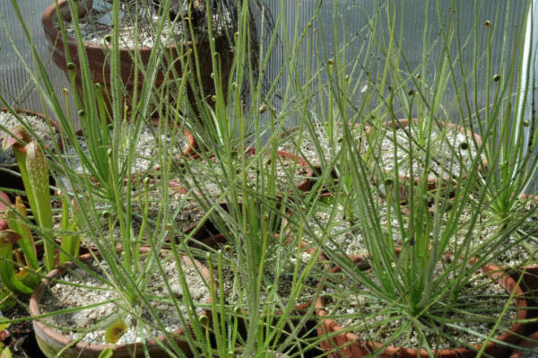 drosophyllum_lusitanicum Carnivora