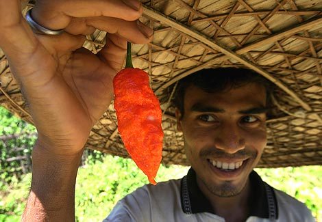 bhut_jolokia naga-cel mai iute ardei din lume - 4-de vanzare 2019-2020- SEMINTE DE LEGUME URIASE SEMINTE MAI PUTIN CUNOSCUTE SI ALTELE