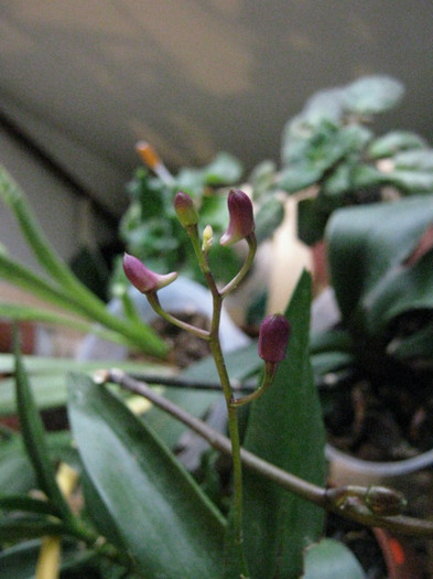 Dendrobium Berry Oda, cu boboci - Dendrobium