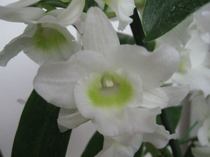 Dendrobium nobile "White Star"; Dendrobium nobile
