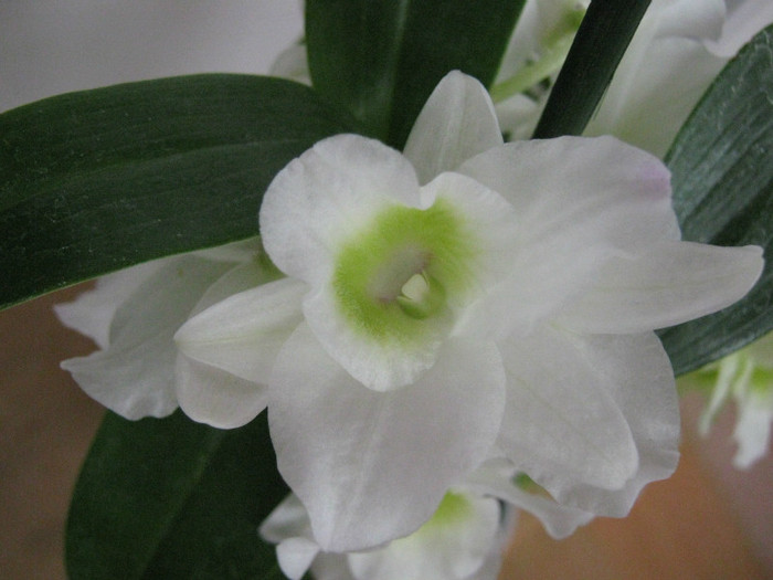 Dendrobium nobile - orhidee de inceput