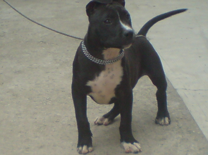 2 - PITBULL ZEUS