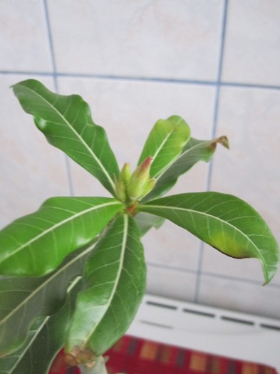 11.11.11 - adenium necunoscut