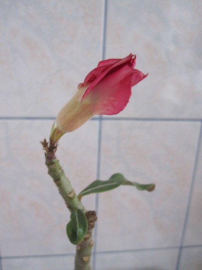 29 dec 2011 - adenium necunoscut