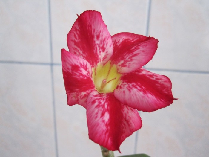 IMG_2892 - adenium necunoscut