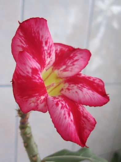 IMG_2894 - adenium necunoscut