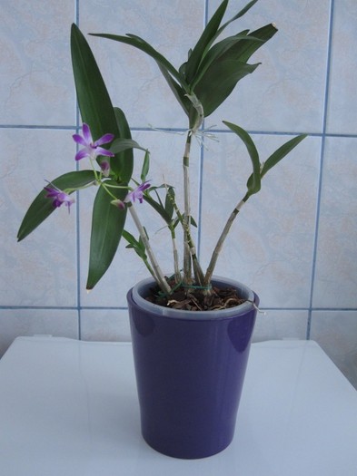 febr 2012 - Dendrobium Berry Oda