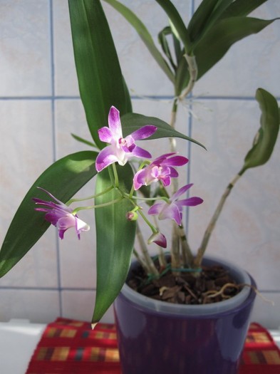 febr 2012 - Dendrobium Berry Oda