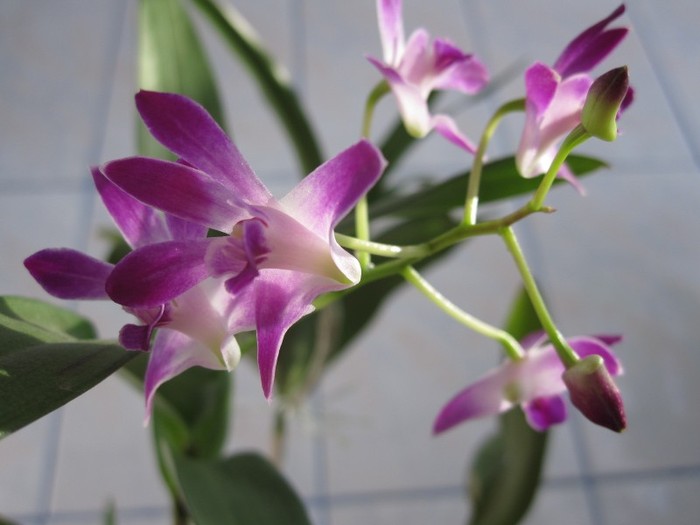 febr 2012 - Dendrobium Berry Oda