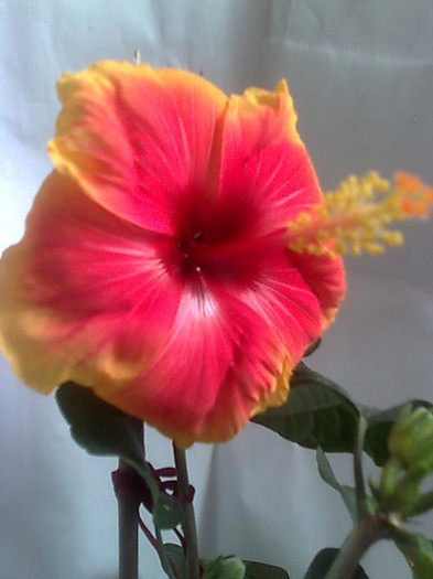 Imagine1824 - HIBISCUS-2012