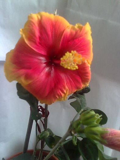 Imagine1822 - HIBISCUS-2012