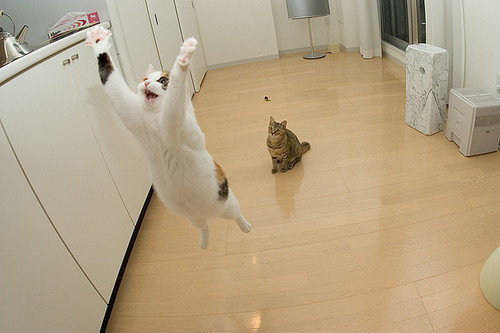 tumblr_lum11mNU2z1qzyd2oo1_500_large