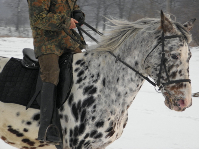 TITAN ARMASAR APPALOOSA