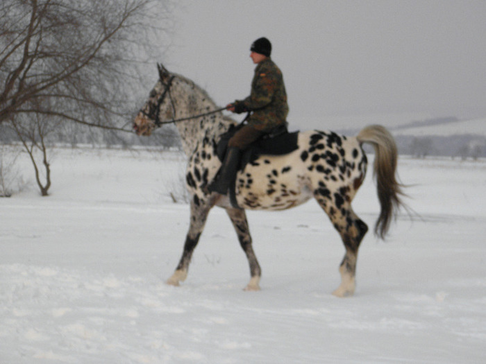 TITAN ARMASAR APPALOOSA