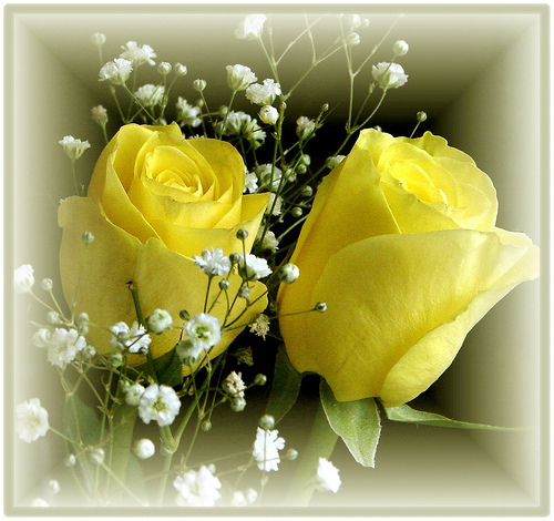 trandafiri-galbeni - felicitari