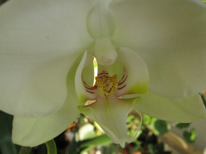 10 febr 2012 - Orhideea 2