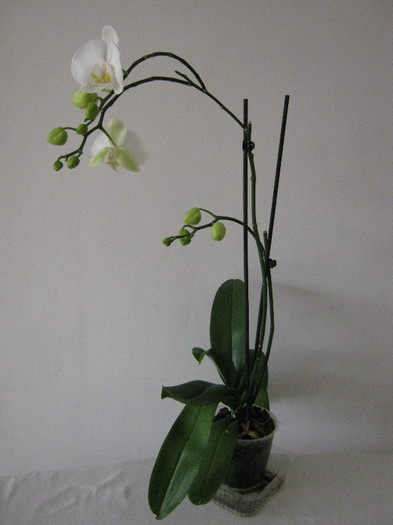 15 febr 2012, aplecata de la boboci - Orhideea 2
