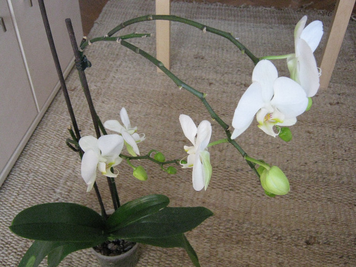 17 febr 2012 - Orhideea 2
