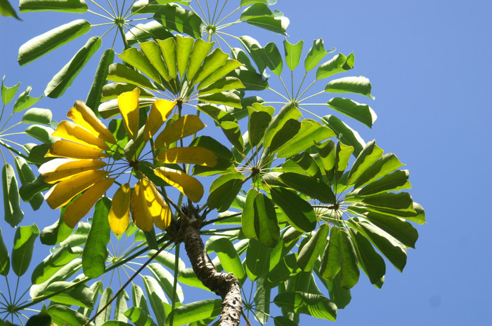 Cecropia_obtusifolia