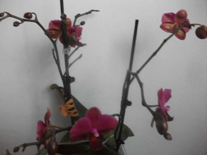 poze 1150 - orhidee februarie 2012