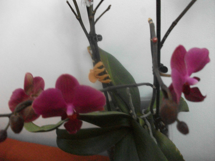 poze 1151 - orhidee februarie 2012