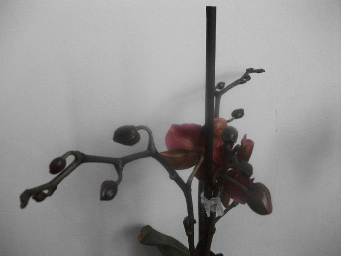 poze 1152 - orhidee februarie 2012