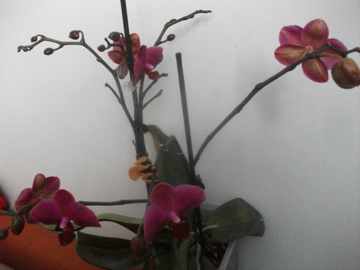 poze 1153 - orhidee februarie 2012