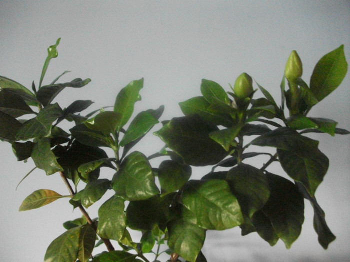 gardenia mea aproape inflorita