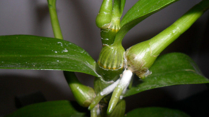 pui si keiki orhidee 002 - dendrobim nobile
