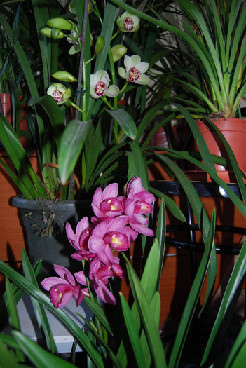 DSC_0067 - Cymbidium 2011