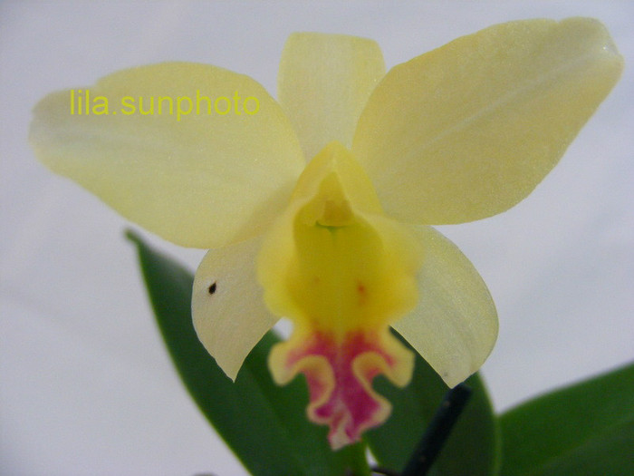 Sophrolaeliocattleya Mini Doris - orhidee 2010-2012