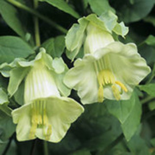 cobae alba - achizitii-00