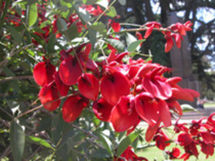 seminte - achizitii-00