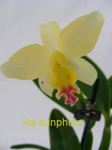 Sophrolaeliocattleya Mini Doris - orhidee 2010-2012