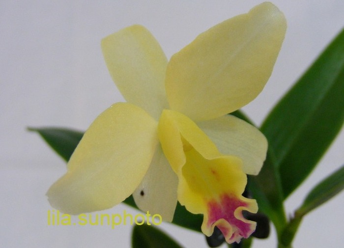 Sophrolaeliocattleya Mini Doris - orhidee 2010-2012