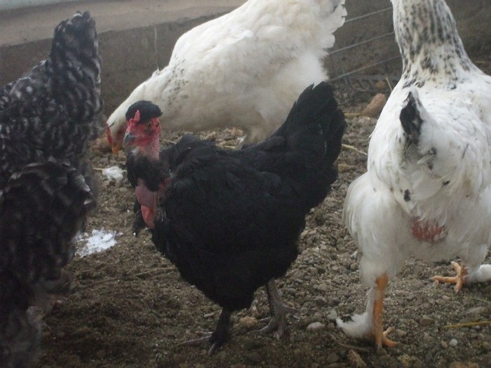 mama; metis gat golas cu araucana
