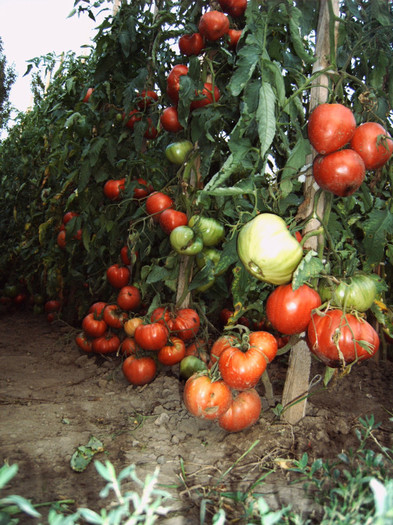 Rosii uriase; Rosii uriase
