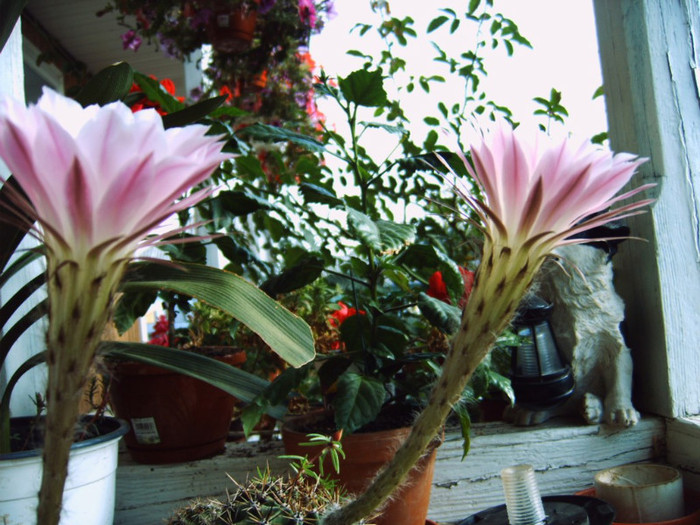 Flori de cactus; Flori de cactus
