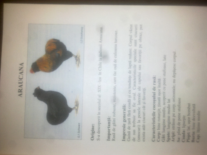 standart european - ARAUCANA  POTARNICHIU